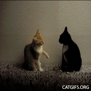 076_catfight_cat_gifs